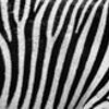 Zebra Mouse Pad