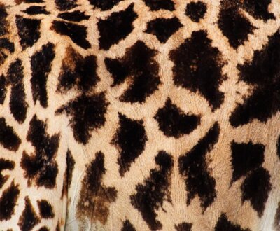 Giraffe Mouse Pad