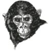 Chimpanzee