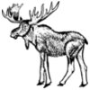 Moose