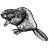 Beaver