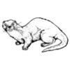 Otter